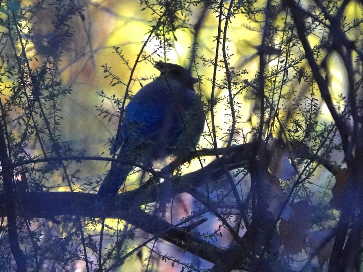 Steller's Jay - ML646474887