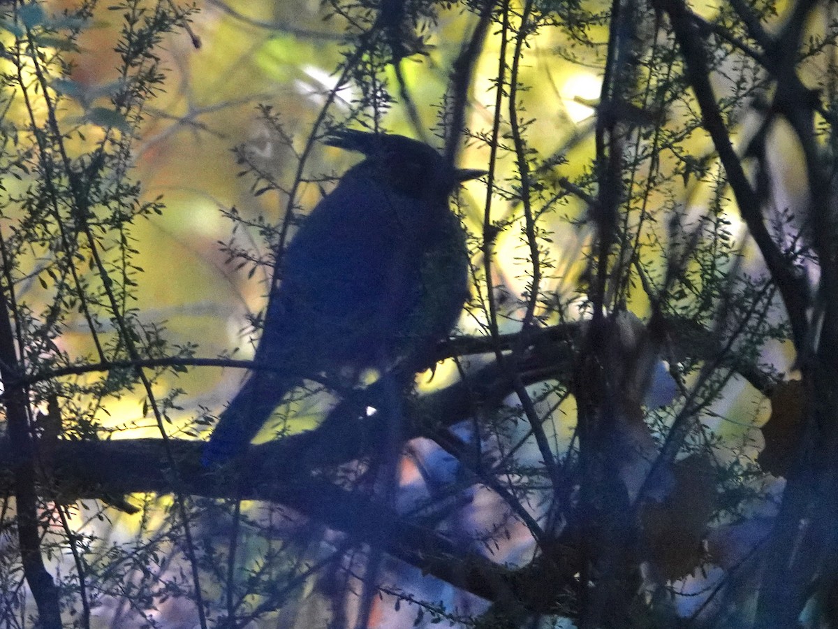 Steller's Jay - ML646474888