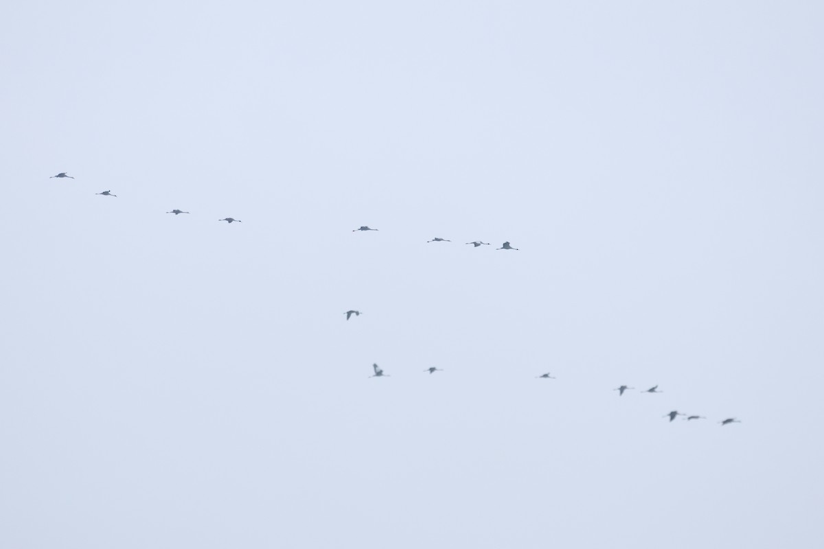 Common Crane - ML646474889