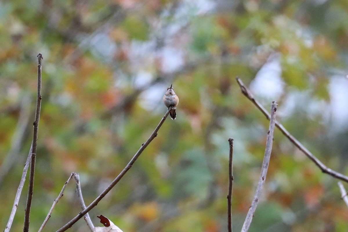 Rufous/Allen's Hummingbird - ML646474891
