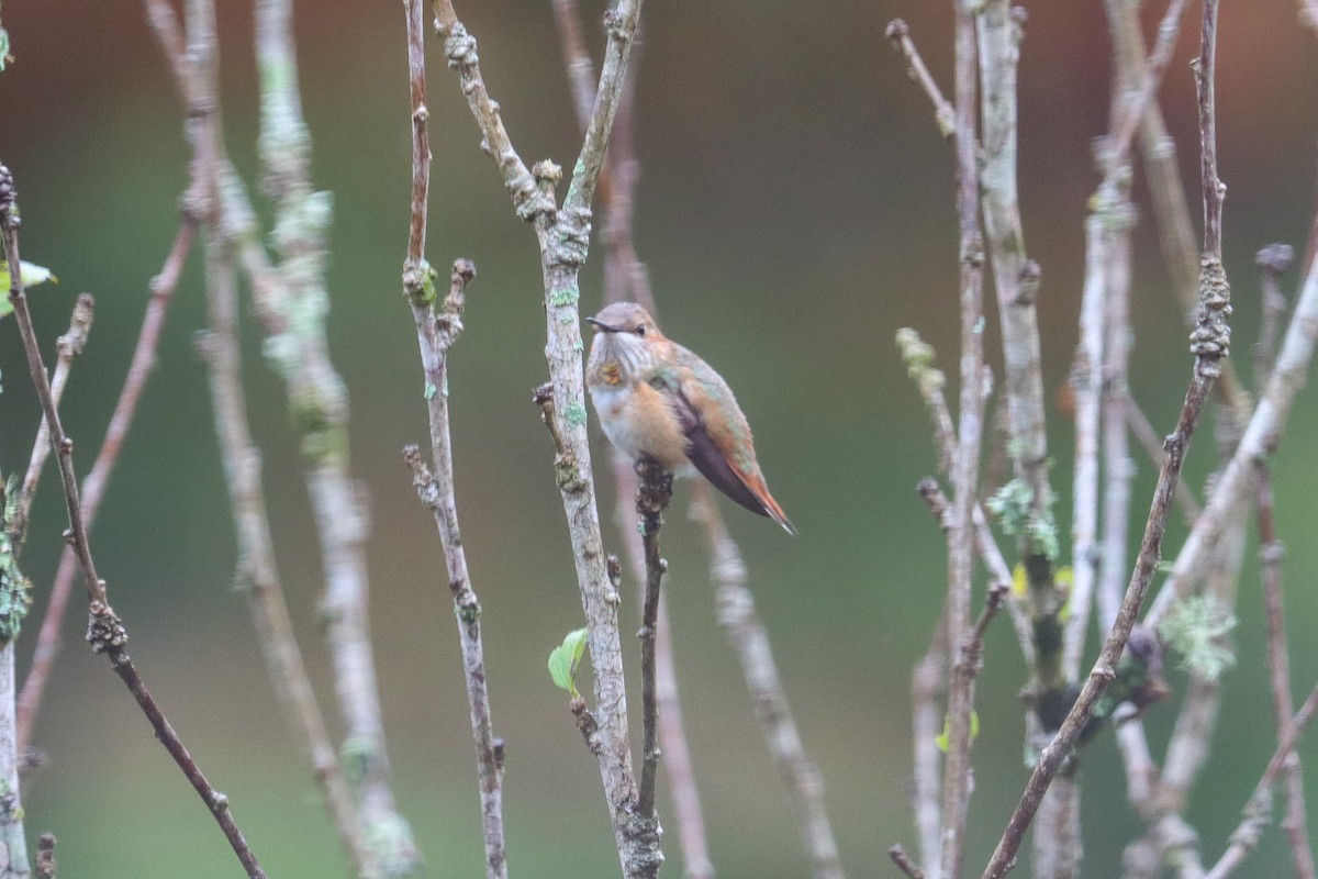 Rufous/Allen's Hummingbird - ML646474892
