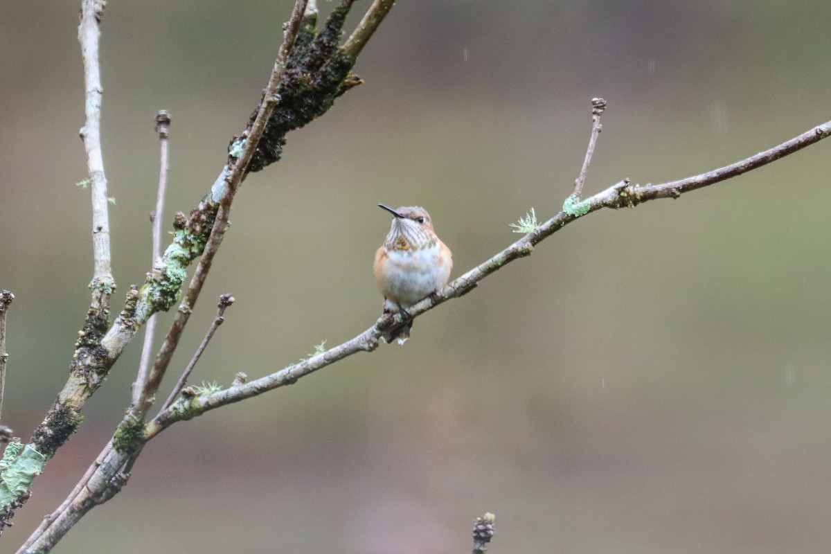 Rufous/Allen's Hummingbird - ML646474893