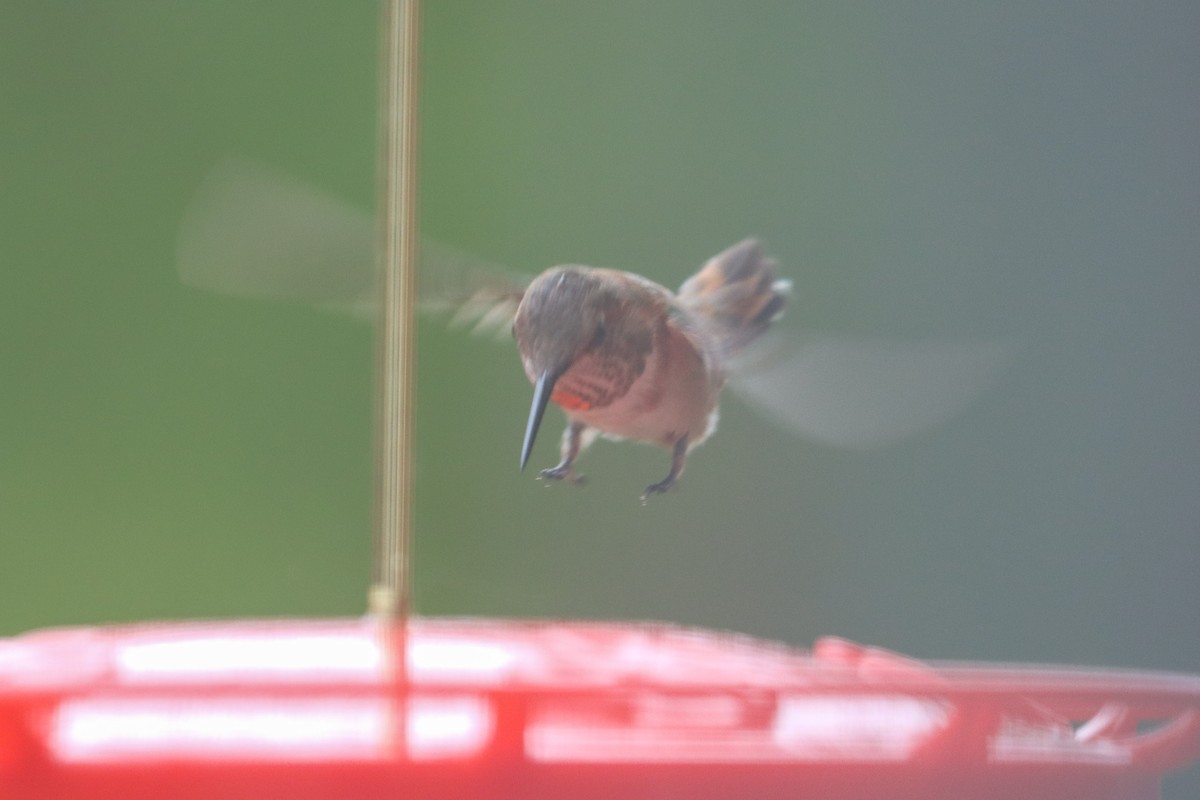 Rufous/Allen's Hummingbird - ML646474894