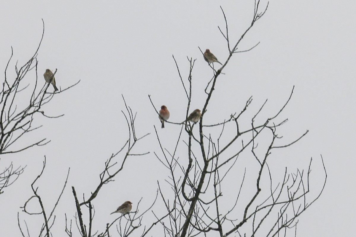 House Finch - ML646474896