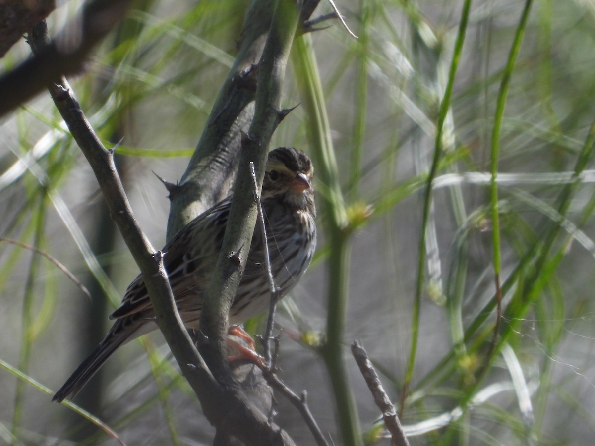 Chingolo Sabanero - ML646474901