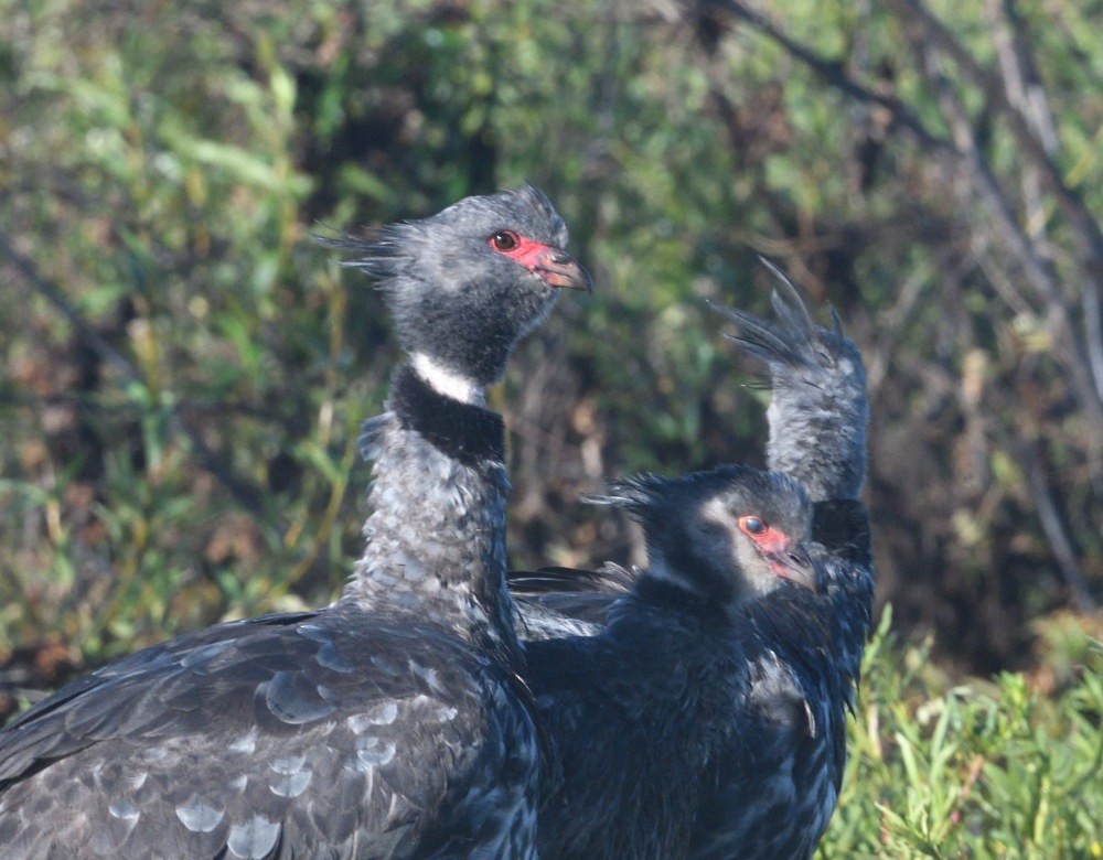 Southern Screamer - ML646474905
