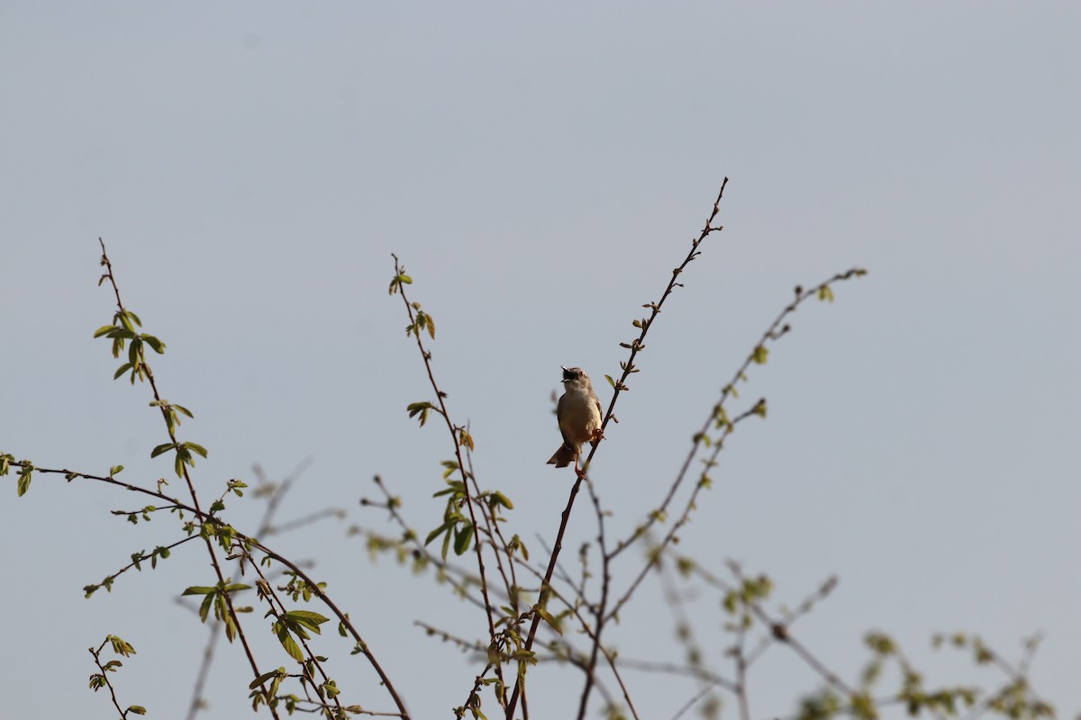 Pale Prinia - ML646474910