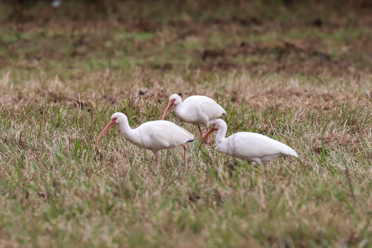 Ібіс білий - ML646474912