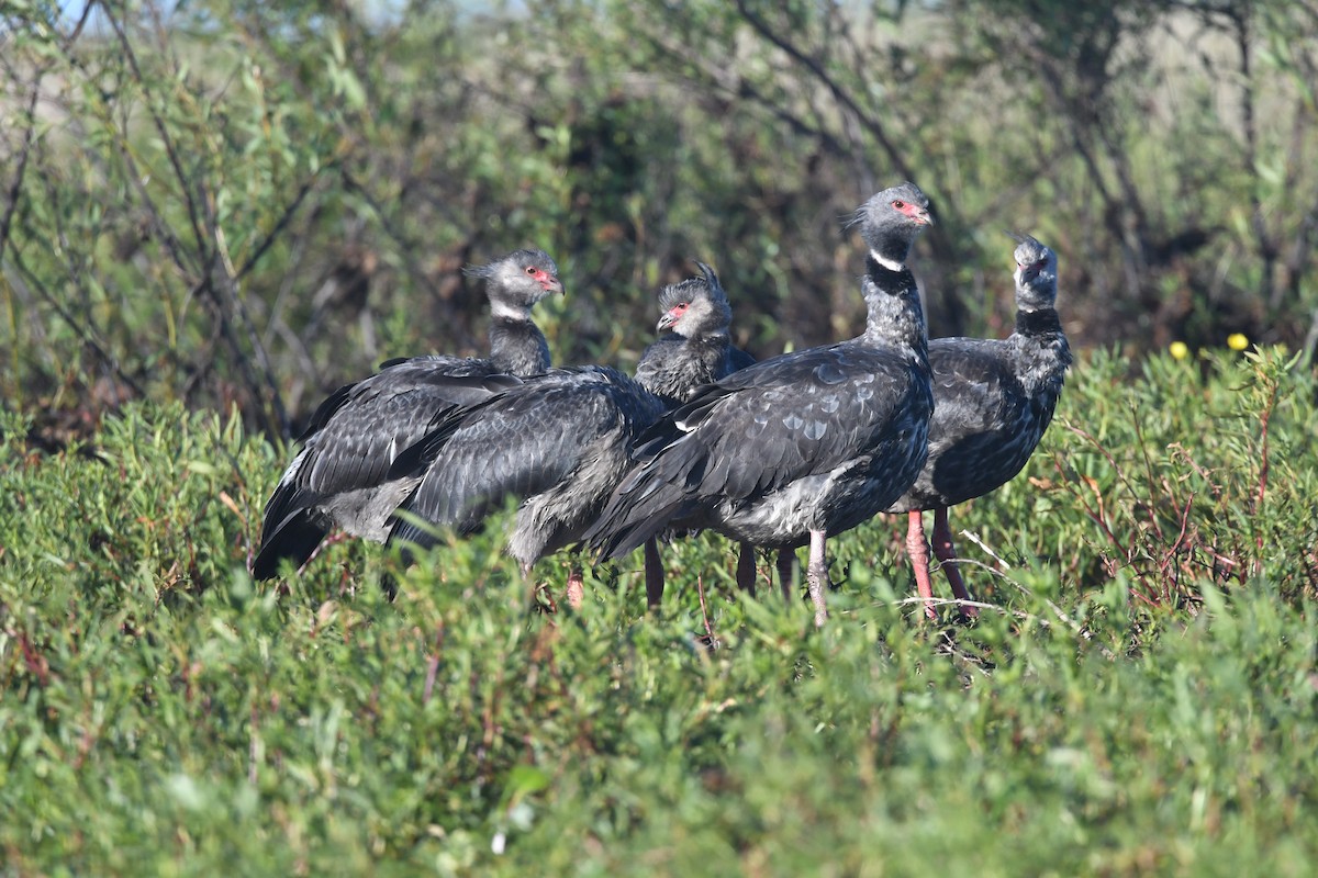 Southern Screamer - ML646474918