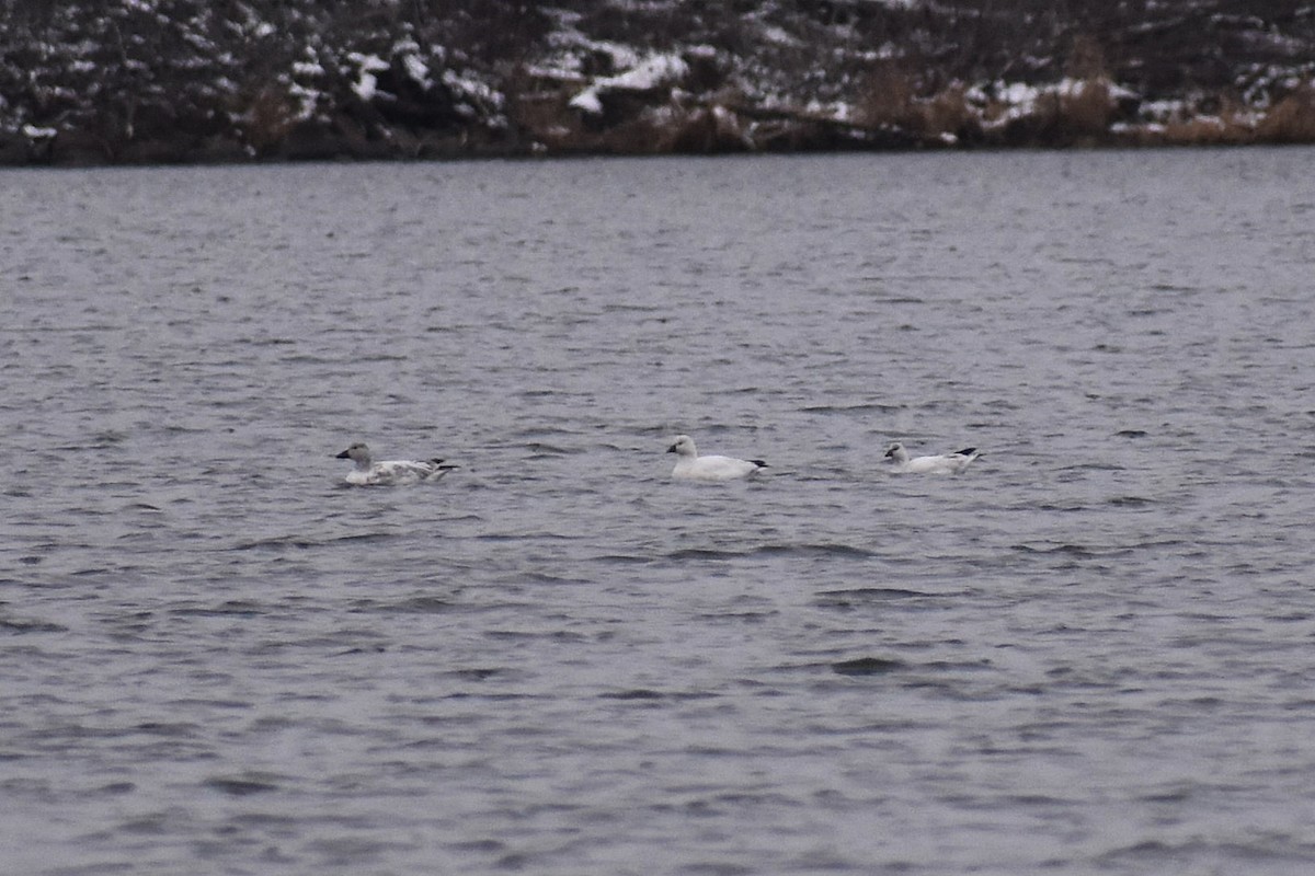 husa bělostná - ML646474922