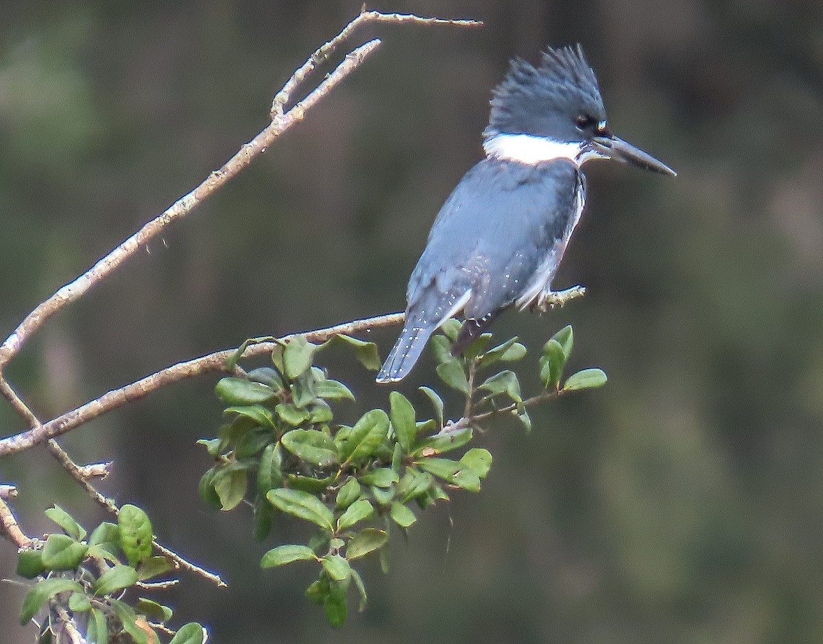 Belted Kingfisher - ML646474925