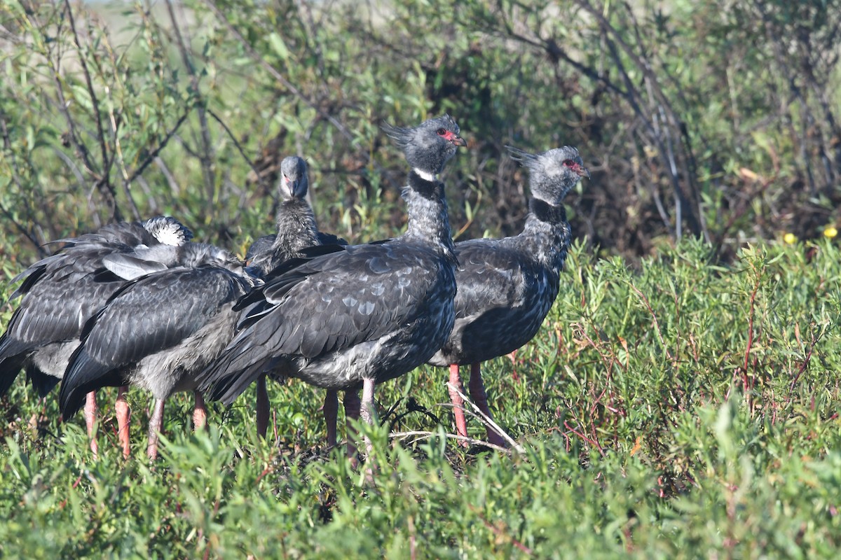 Southern Screamer - ML646474927