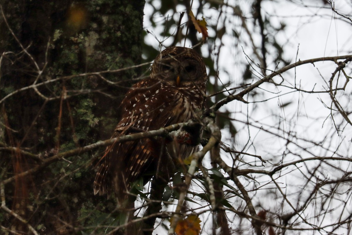 Barred Owl - ML646474929