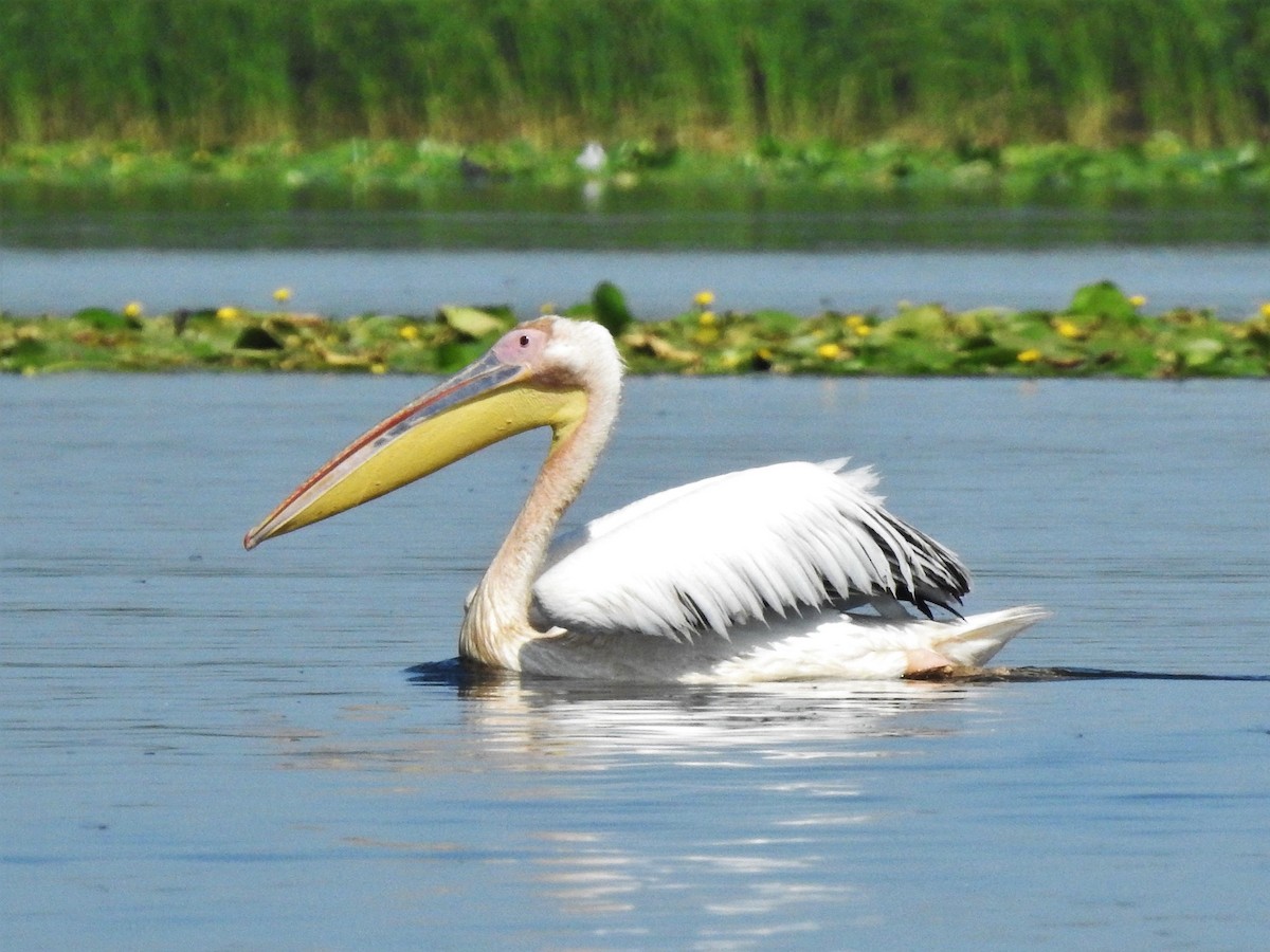 Great White Pelican - ML646474931