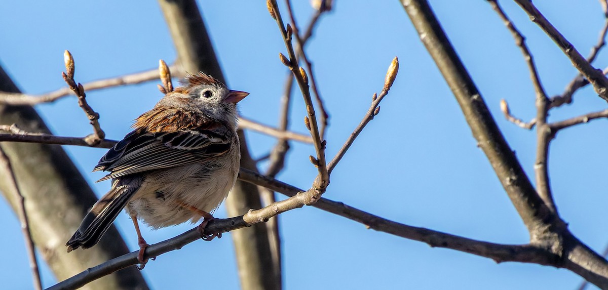 Field Sparrow - ML646474932