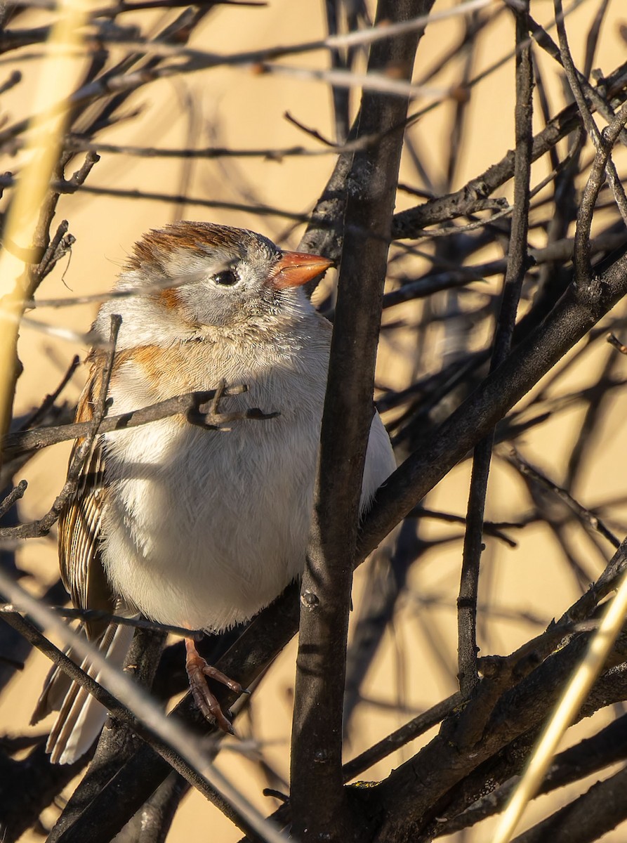 Field Sparrow - ML646474933