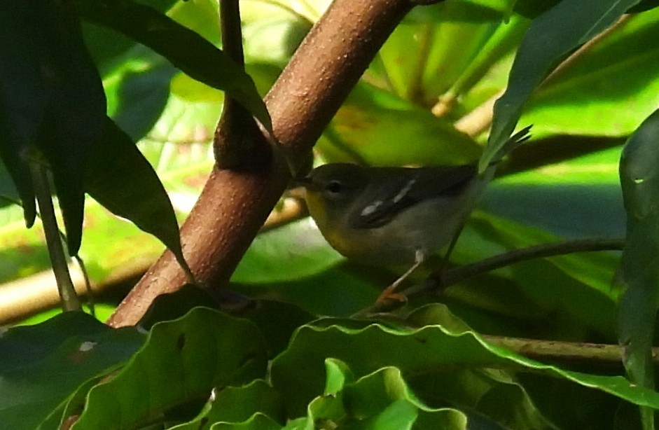 Northern Parula - ML646474934