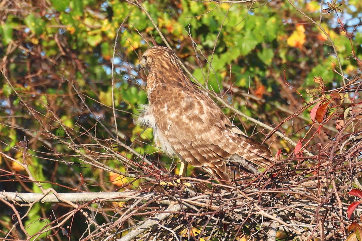 Red-shouldered Hawk - ML646474943