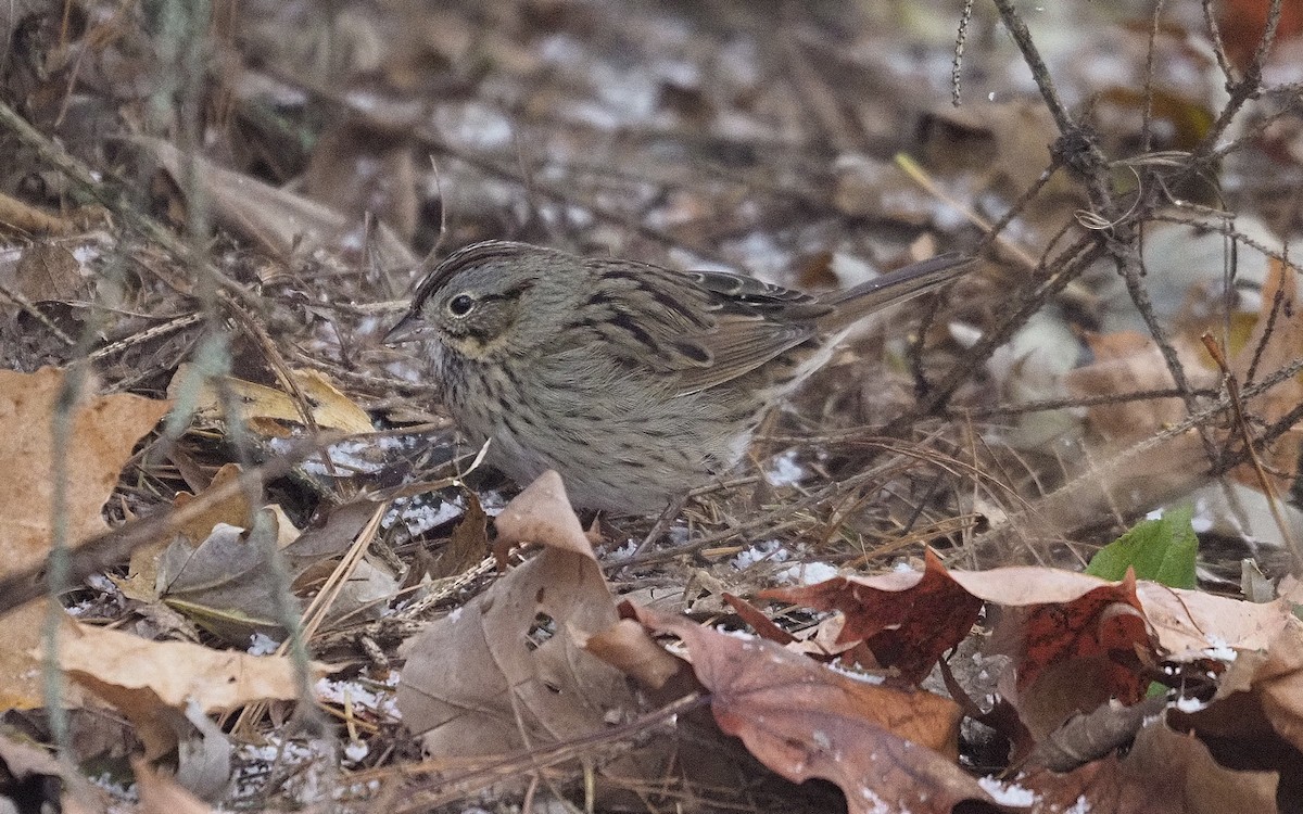 Lincoln's Sparrow - ML646474944