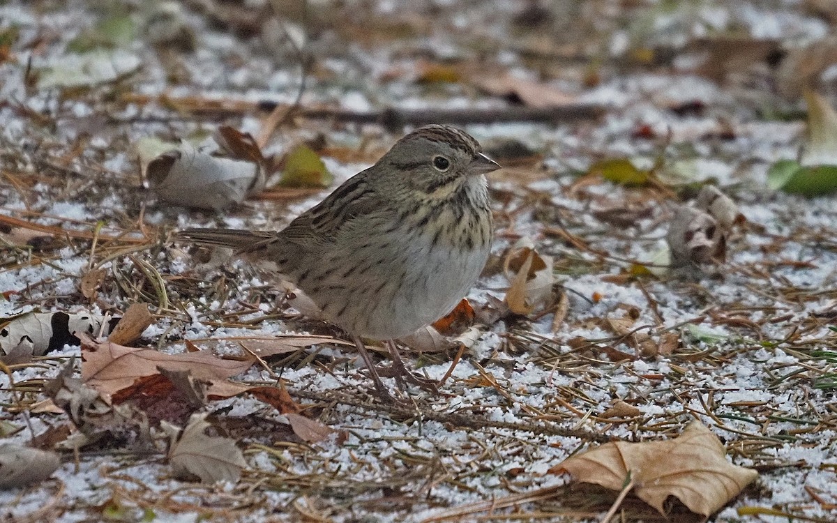 Lincoln's Sparrow - ML646474945