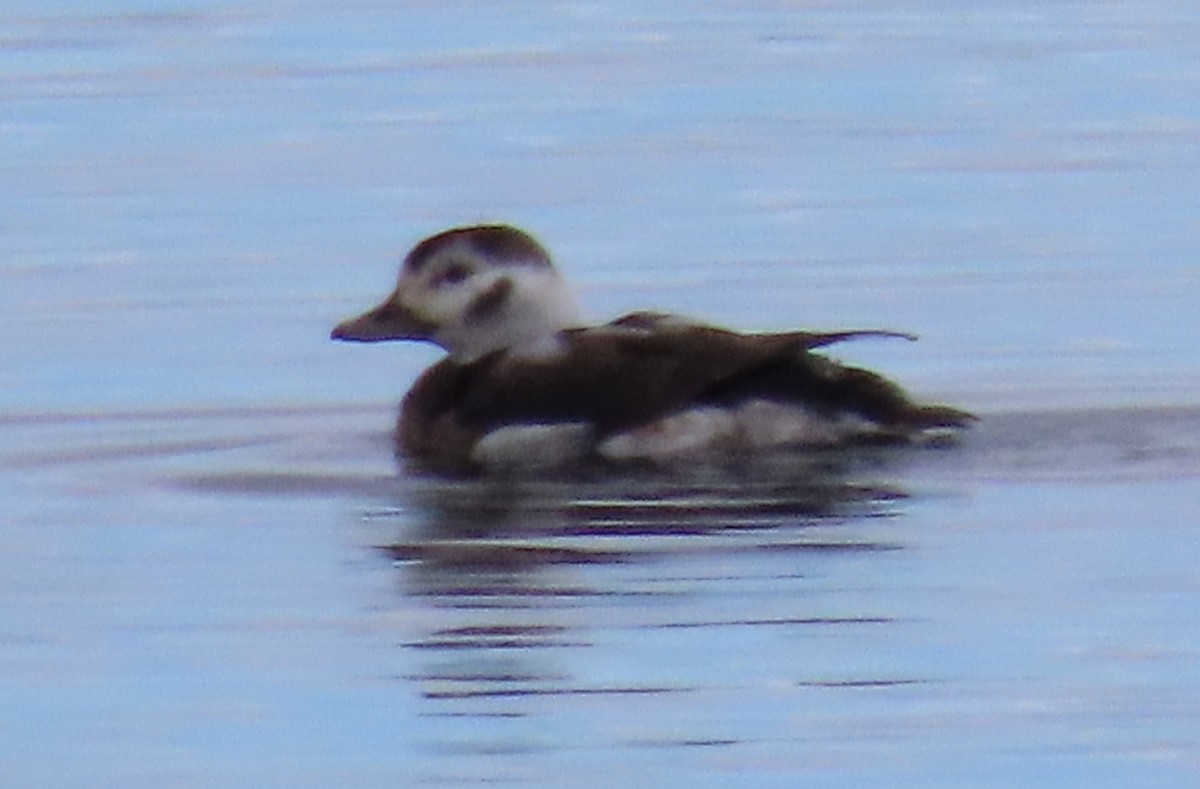 ברווז קרח - ML646474948
