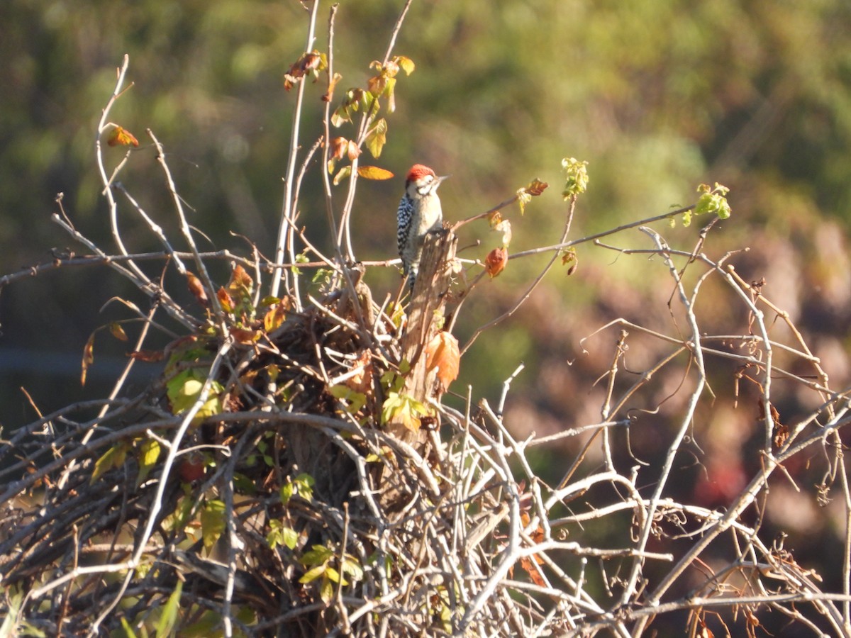 Ladder-backed Woodpecker - ML646474954