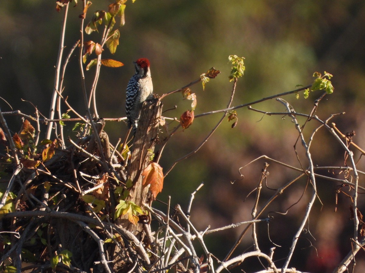 Ladder-backed Woodpecker - ML646474955