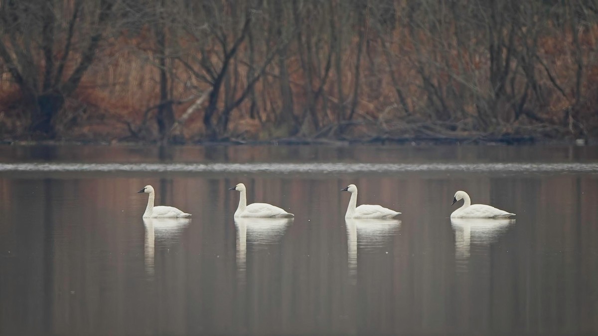 Американский лебедь - ML646474956