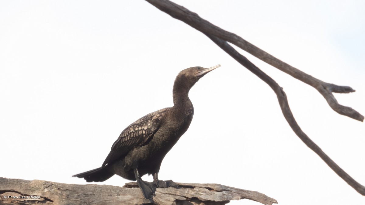 kormorán australský - ML646474957