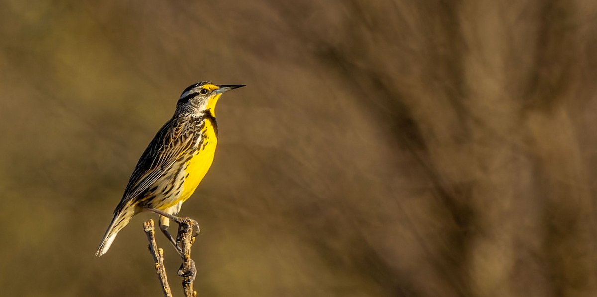 Eastern Meadowlark - ML646474959
