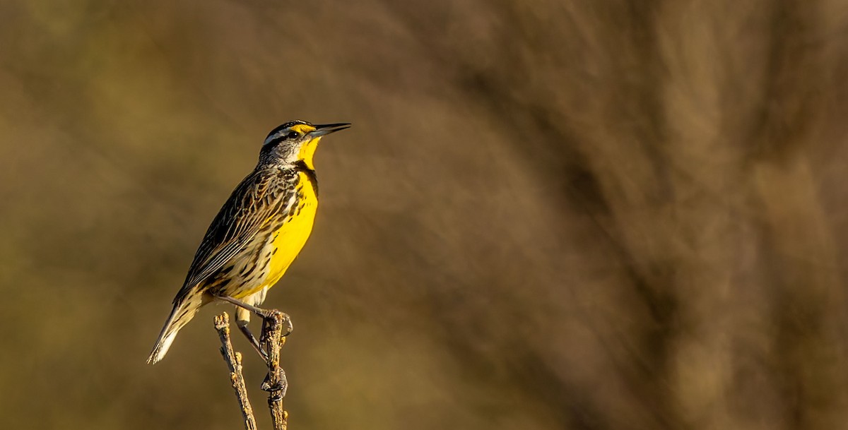 Eastern Meadowlark - ML646474960