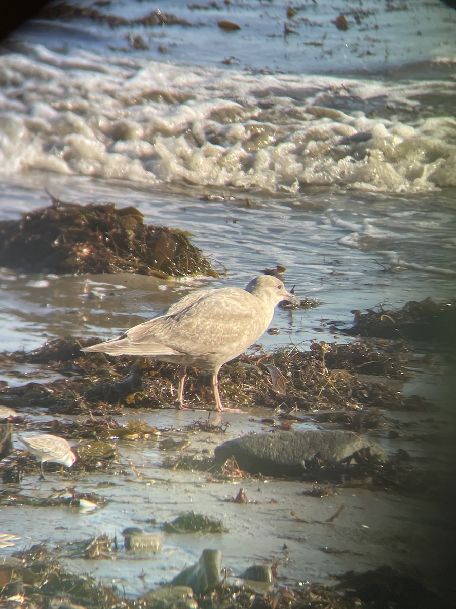 Glaucous-winged Gull - ML646474962