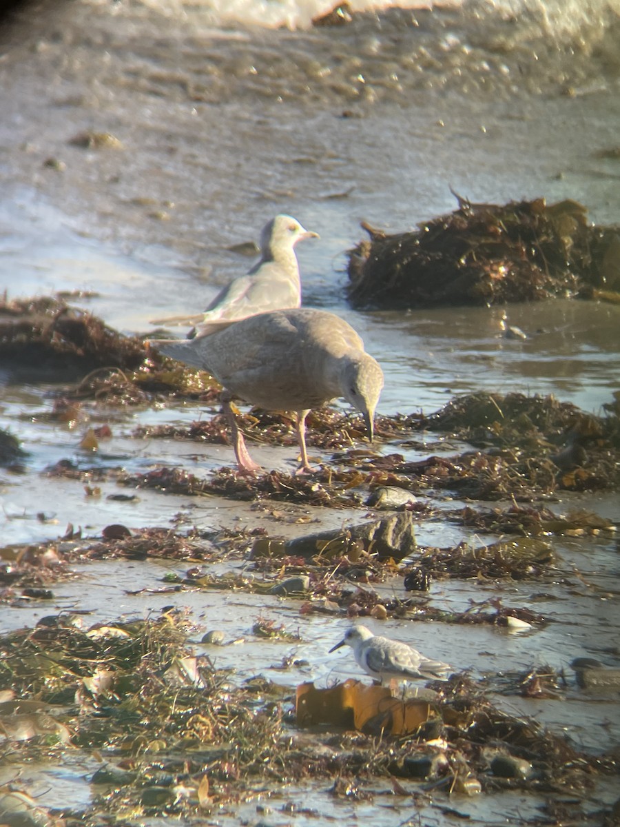 Glaucous-winged Gull - ML646474963