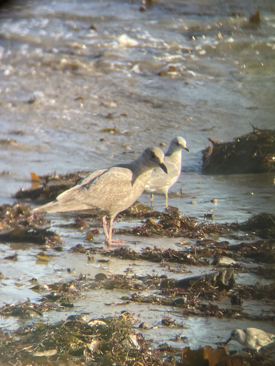 Glaucous-winged Gull - ML646474964