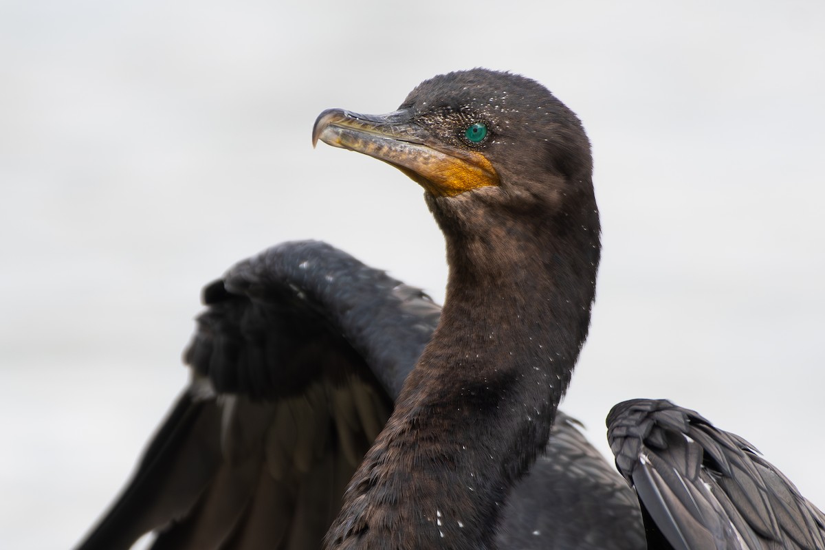 Neotropic Cormorant - ML646474965
