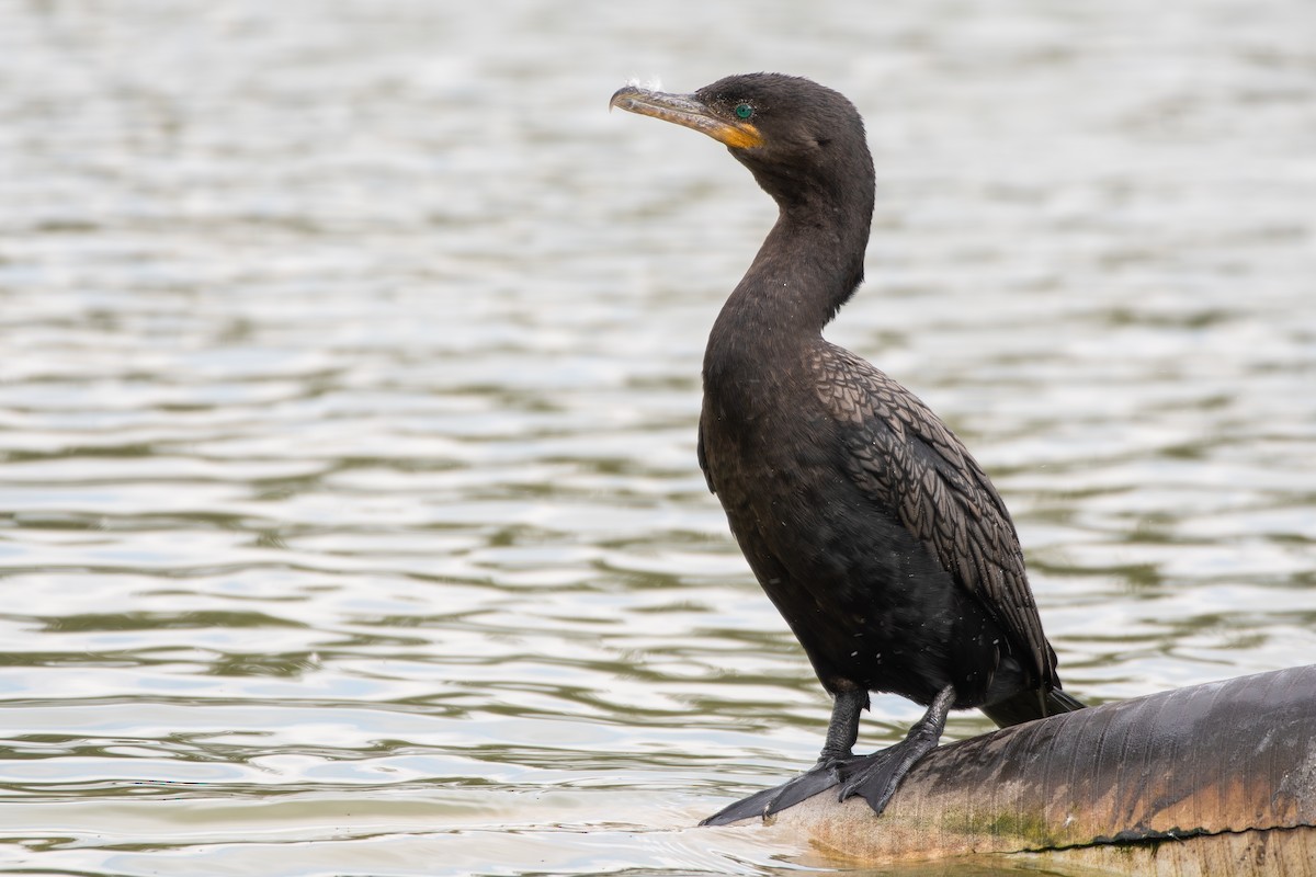 Neotropic Cormorant - ML646474967