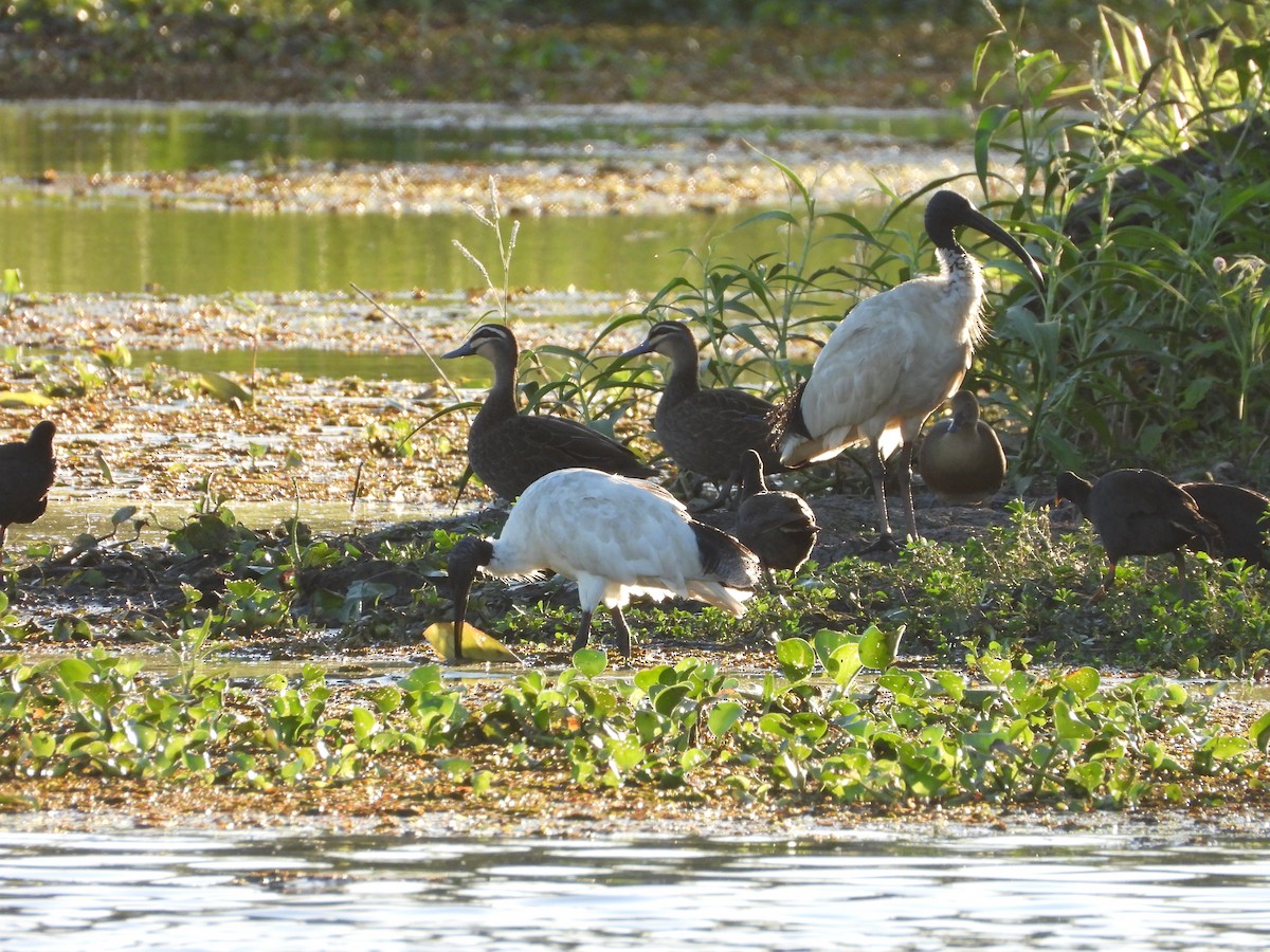 Pacific Black Duck - ML646474969