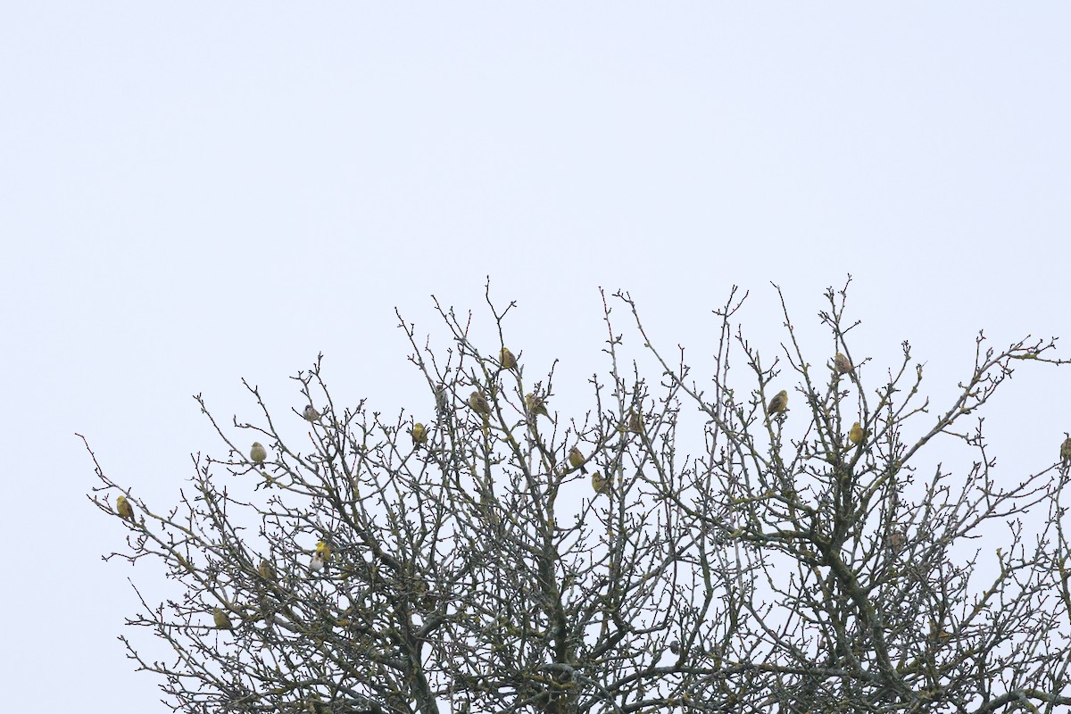 Yellowhammer - ML646474973