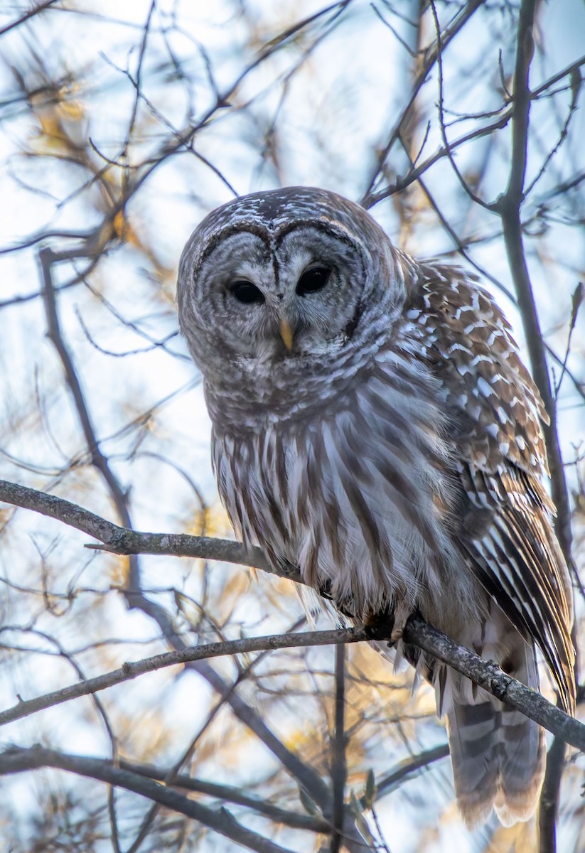 Barred Owl - ML646474976