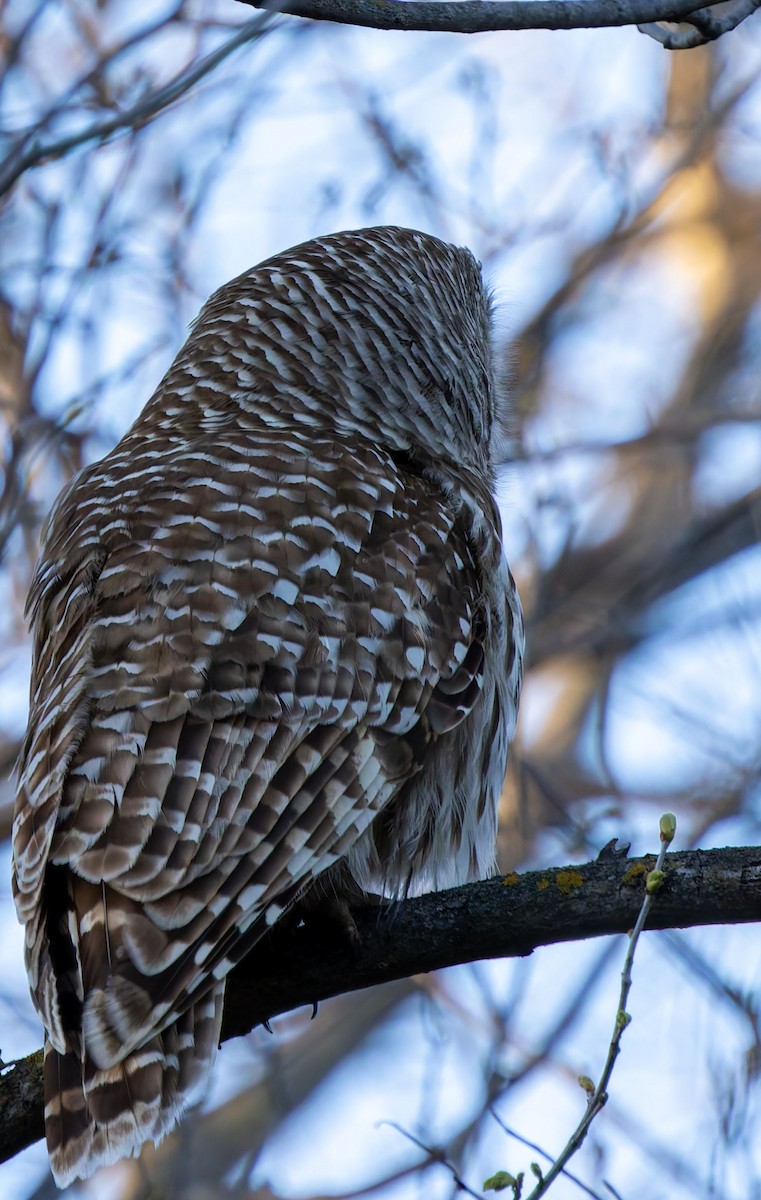 Barred Owl - ML646474977