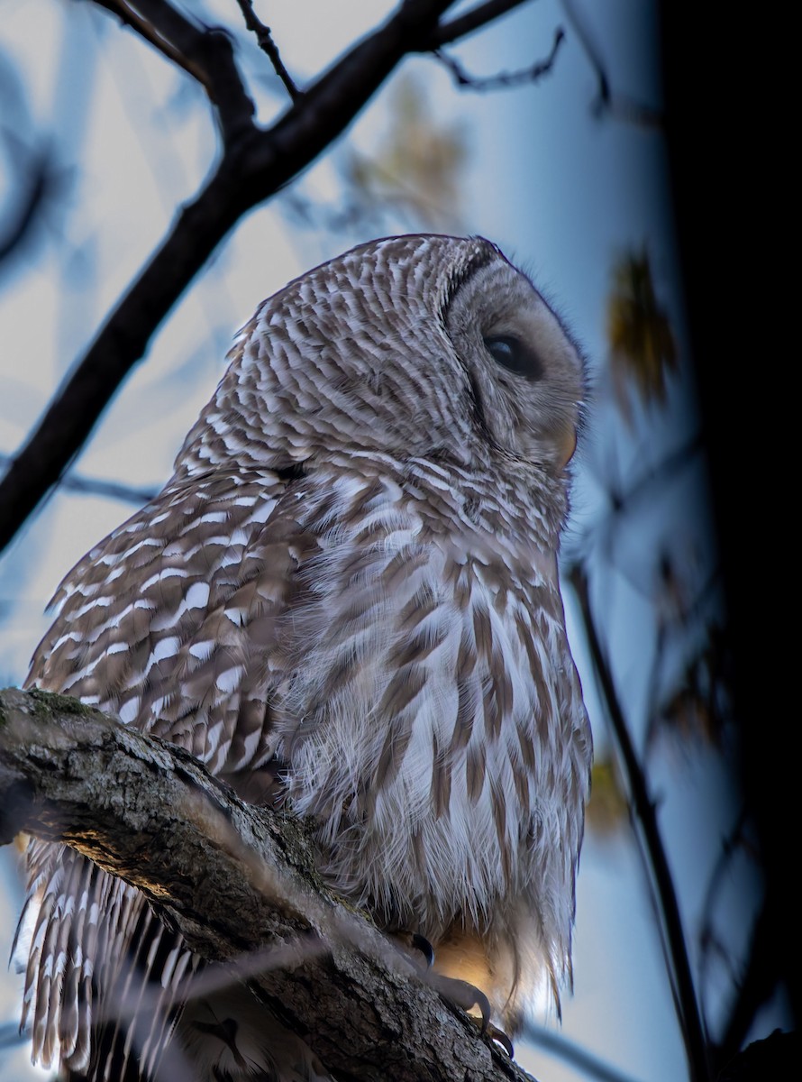 Barred Owl - ML646474978