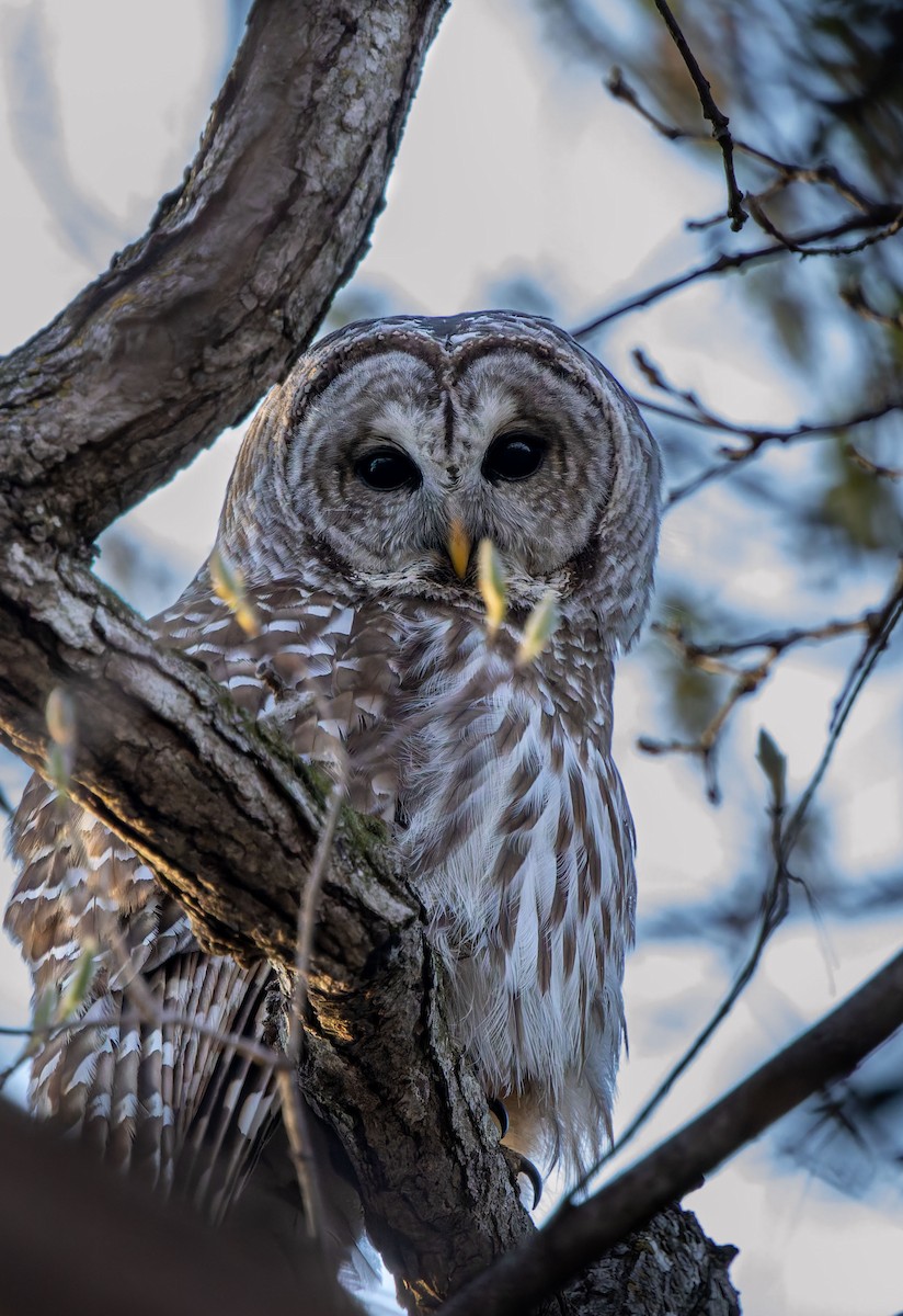 Barred Owl - ML646474979
