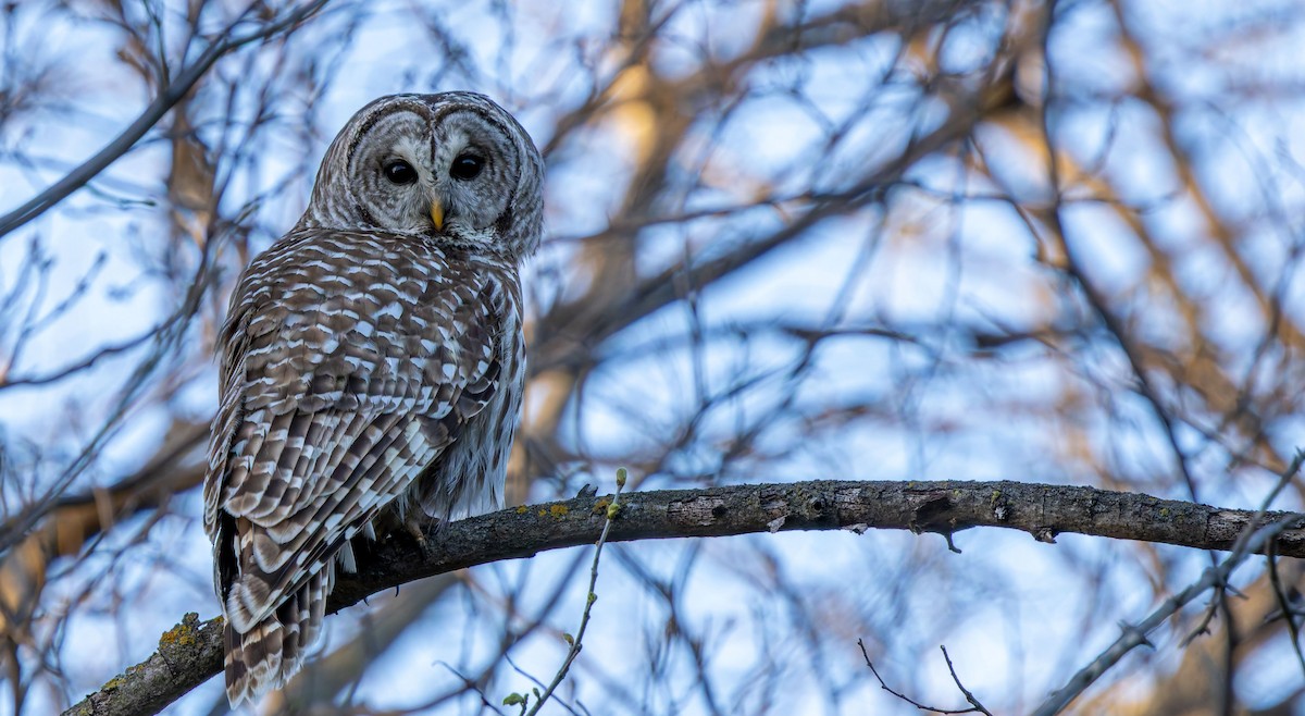 Barred Owl - ML646474980