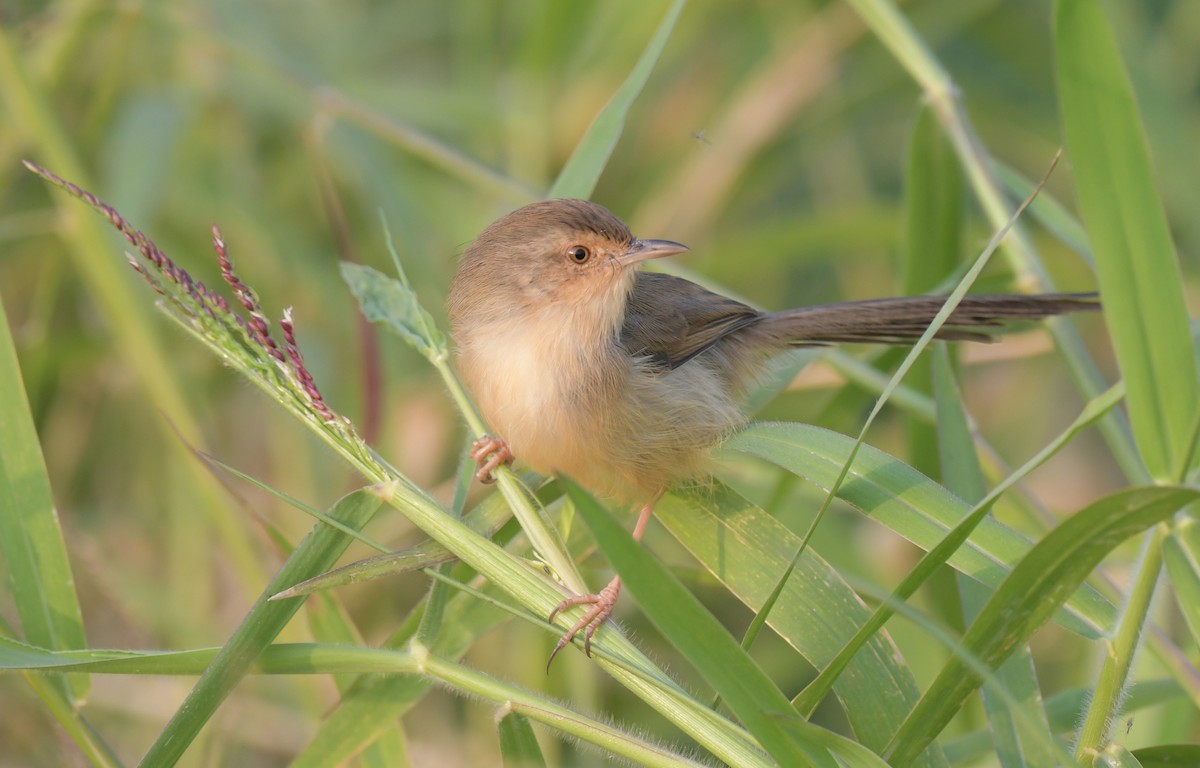 Plain Prinia - ML646474981