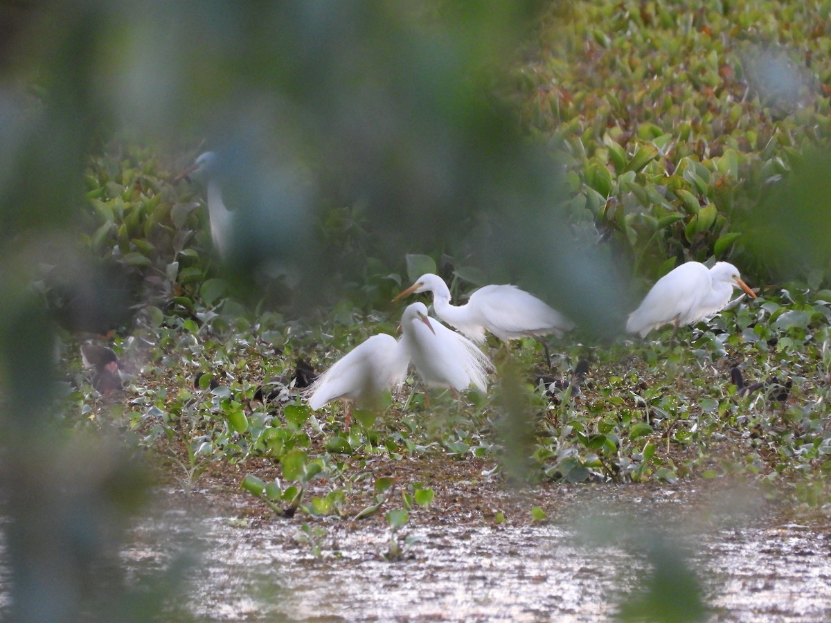 Plumed Egret - ML646474983