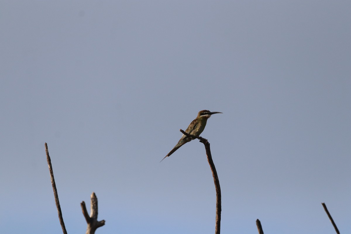 Madagaskar Arıkuşu - ML646474987