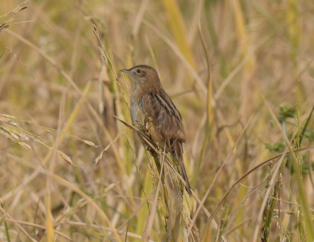 Zitting Cisticola - ML646474991