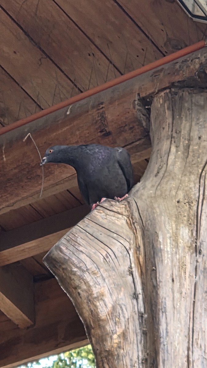 יונת בית - ML646474993