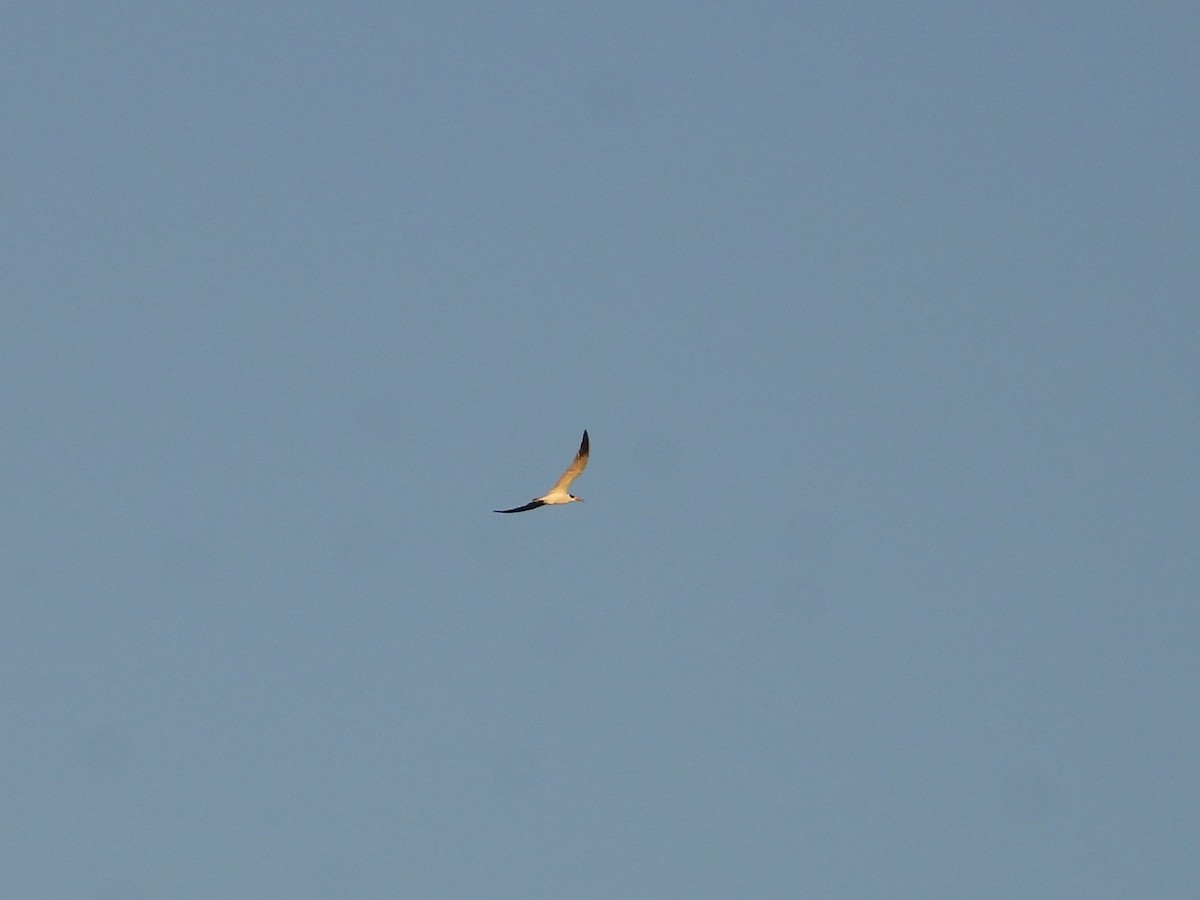 Caspian Tern - ML646474994