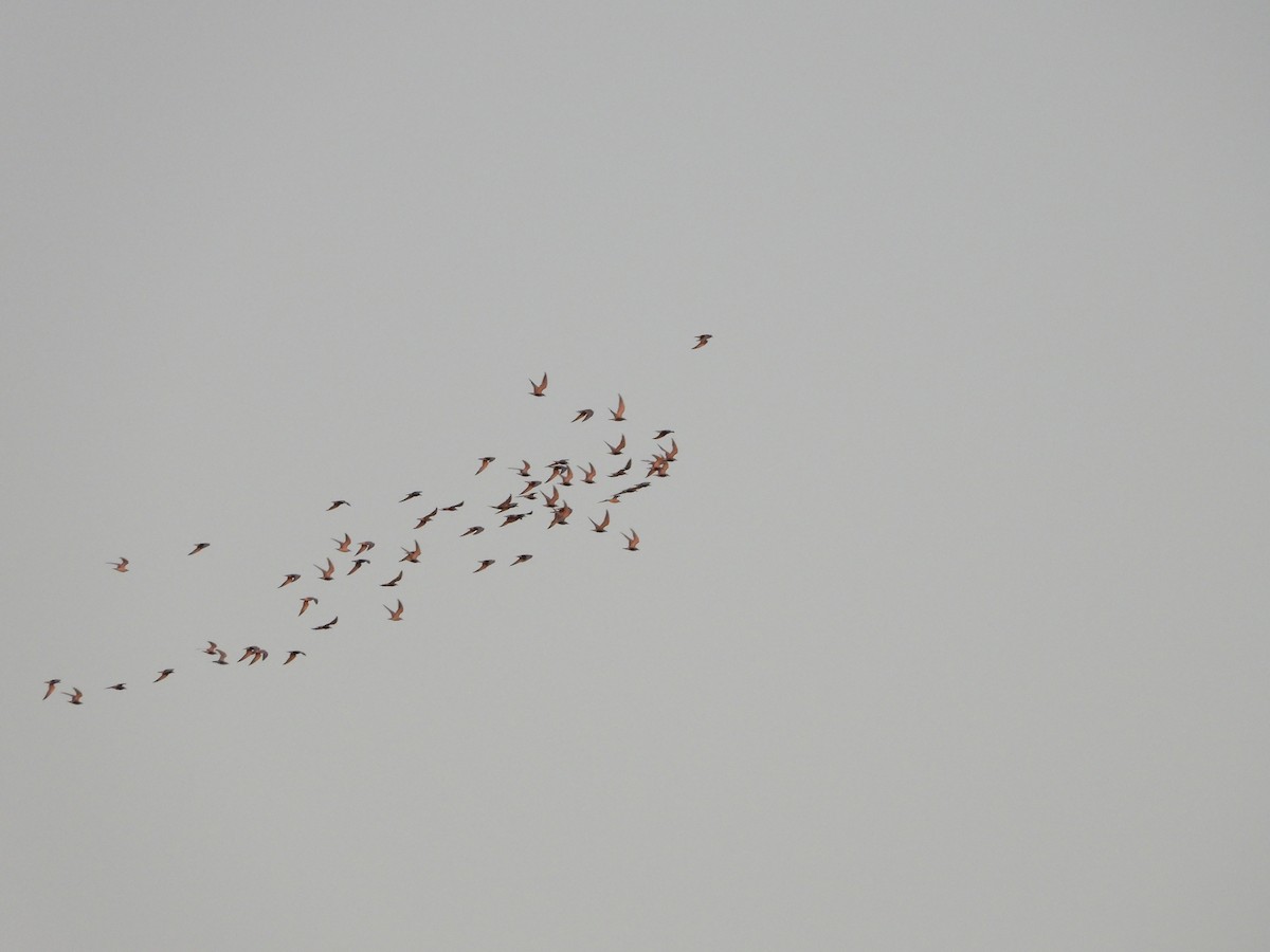 Whiskered Tern - ML646474995